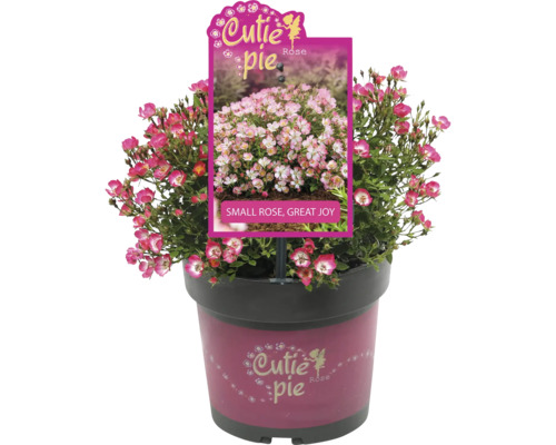 Zwergrose 'Cutie Pie' FloraSelf Rosa 'Cutie Pie' Co 2 L Miniatursorte, dornenlos, öfter blühend Zwergrose 'Cutie Pie' FloraSelf Rosa 'Cutie Pie' Co 2 L Miniatursorte, dornenlos, öfter blühend