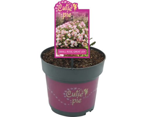 Cutie Pie Rose im Topf