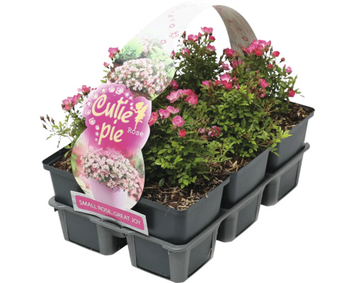 Zwergrose 'Cutie Pie' FloraSelf Rosa 'Cutie Pie' 6-er Pack Miniatursorte, dornenlos, öfter blühend