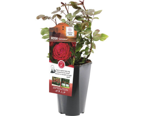 Rose Störtebeker im Topf