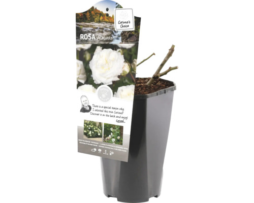 Rose Alabaster in einem Topf