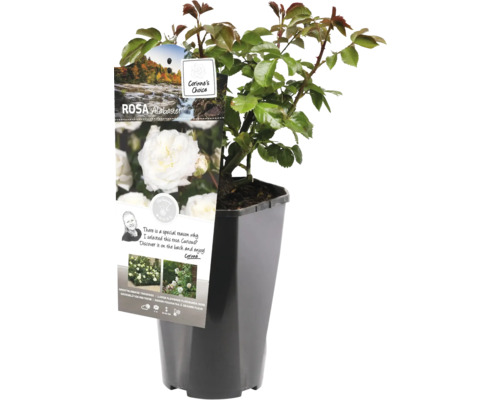 Rose Alabaster im Topf