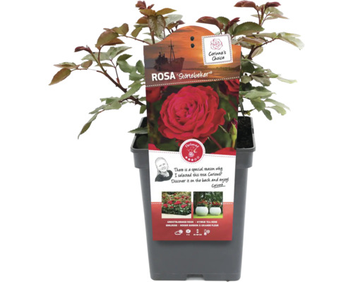 Rose ''Störtebeker'' im Topf