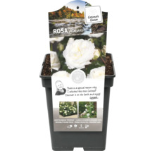 Alabaster Rose im Topf