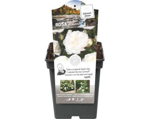 Alabaster Rose im Topf