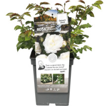Rosa Alabaster im Topf
