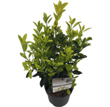 Im Topf befindlicher Buchsbaum als immergrüne Pflanze für den Garten