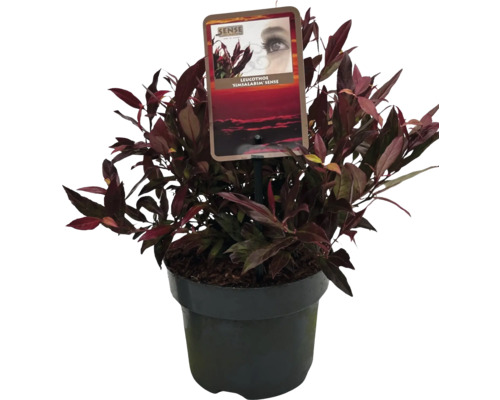 Leucothoe in einem Topf mit einem Etikett