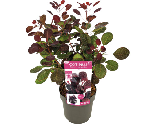 Perückenstrauch im Topf