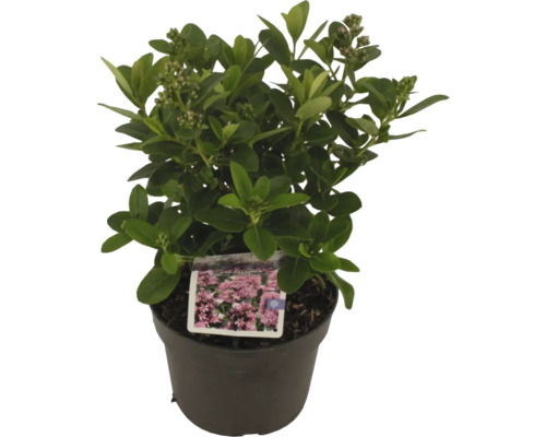 Immergrüne Heckenkirpe im Topf