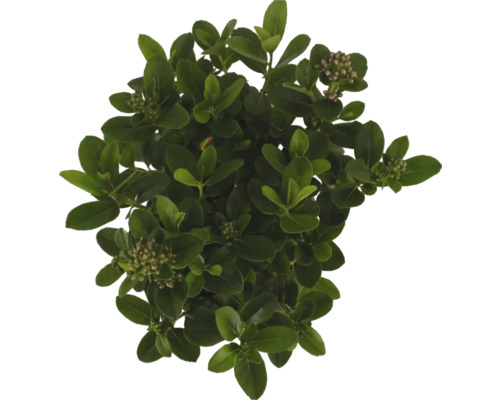 Immergrüner Kriechspindelstrauch mit Blättern und Blütenknospen von oben