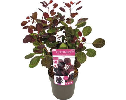 Perückenstrauch im Topf