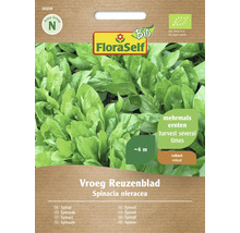 FloraSelf Saatgut für Spinat der Sorte Vroeg Reuzenblad