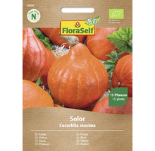 FloraSelf Kürbis Solor Samenpackung