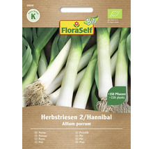 FloraSelf Herbstriesen 2/Hannibal Lauch Samenpackung
