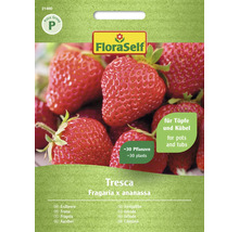 FloraSelf Erdbeersamen Tresca für Töpfe und Kübel