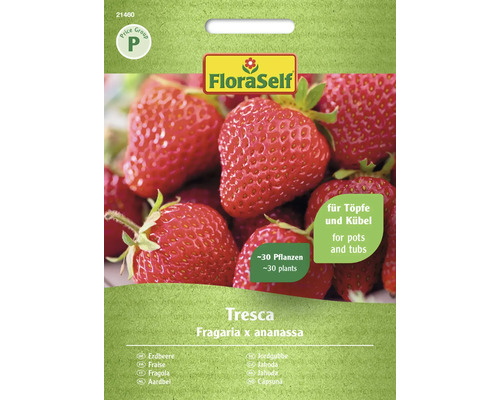 Erdbeere Tresca FloraSelf samenfestes Saatgut Gemüsesamen
