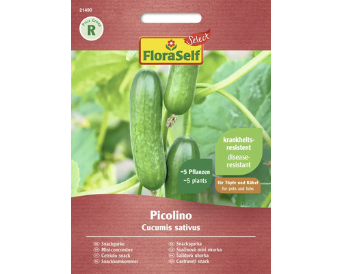 Snackgurke Picolino FloraSelf Select F1 Hybride Gemüsesamen