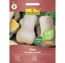 FloraSelf Tiana Kürbis Saatgutpackung, geeignet für Töpfe und Kübel, circa sechs Pflanzen
