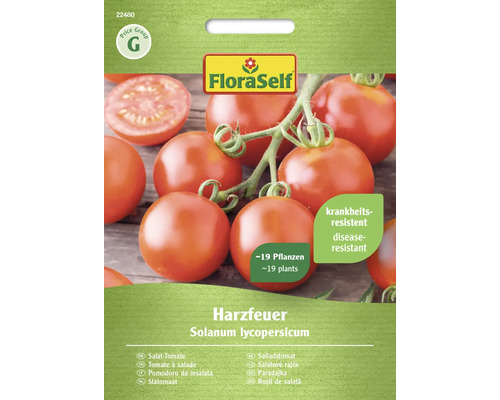 Salat Tomate Harzfeuer FloraSelf F1 Hybride Gemüsesamen