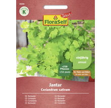 FloraSelf Samen Koriander Jantar