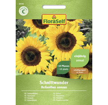 Sonnenblume Schnittwunder FloraSelf Samenfestes Saatgut Blumensamen