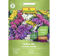 Strandflieder Statice Mischung FloraSelf Samenfestes Saatgut Blumensamen
