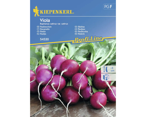 Radieschen Viola Kiepenkerl Samenfestes Saatgut Gemüsesamen