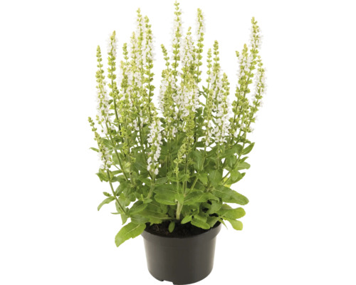 Salbei Pflanze in einem Topf mit weißen Blüten