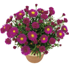 Herbstastern in einem Blumentopf