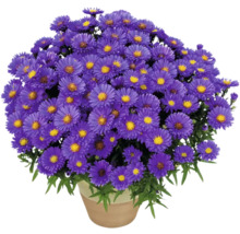 Topf mit lila Asterblüten.