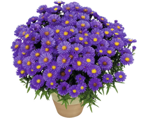 Topf mit lila Asterblüten.