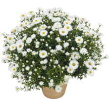 Topf mit buschigen, weißen Herbstastern
