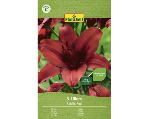 Blumenzwiebel FloraSelf Lilie 'red' 3 Stk
