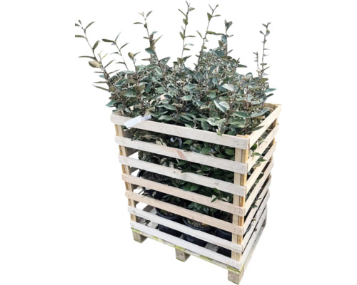 Ölweide Pflanzen in einer Holzkiste auf einer Palette