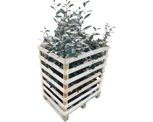 Ölweide im Holzverschlag auf einer Palette