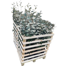 Olivenweide Pflanzen im Holzcontainer