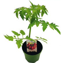 Jungpflanze Tomate im Topf
