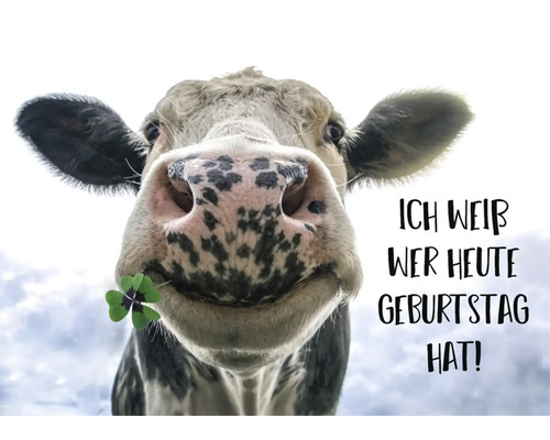 Postkarte Ich weiß wer heute Geburtstag hat! Kuh mit Kleeblatt 14,8x10,5 cm