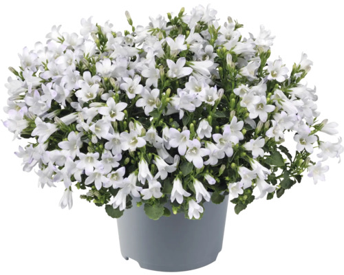Glockenblume FloraSelf Campanula portenschlagiana 'Zenn White' Co 0,5 L