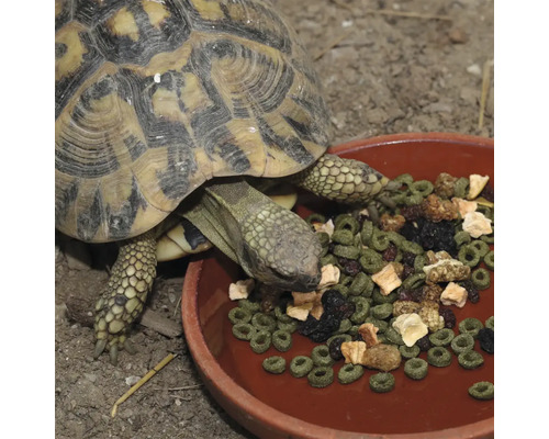 Eine Schildkröte isst aus einer Schüssel mit Futter.