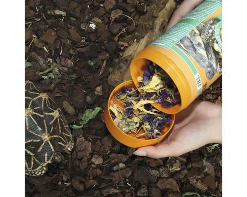 Fütterung einer Schildkröte mit speziellem Schildkrötenfutter