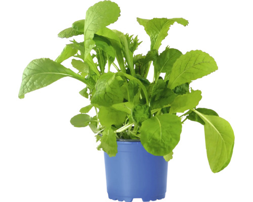 Blattgemüse in einem Topf