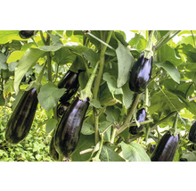 Auberginepflanze mit reifen Auberginen im Garten