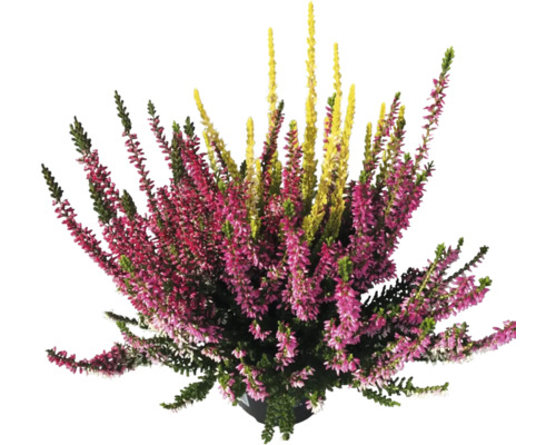 Knospenheide Trio Calluna vulgaris 'Beauty Ladies' Ø 11 cm Topf zufällige Sortenauswahl, dreifarbig