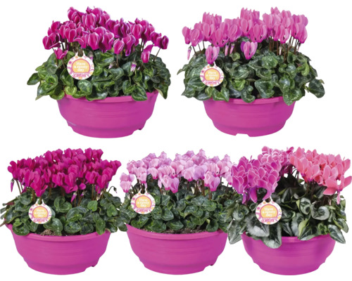 Alpenveilchen FloraSelf Cyclamen Patio Ø 23 cm Schale