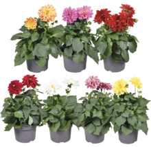Dahlie FloraSelf Dahlia Royal Dahlietta Ø 13 cm Topf zufällige Sortenauswahl
