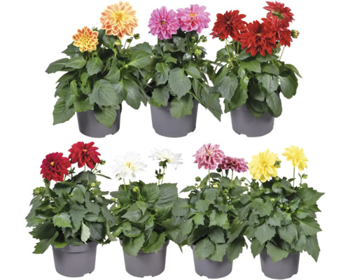 Dahlie FloraSelf Dahlia Royal Dahlietta Ø 13 cm Topf zufällige Sortenauswahl