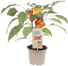 Mild Chili Pflanze im Topf mit Pick-n-Joy Logo