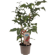 Snack-Tomate FloraSelf Lycopersicon esculentum 'Candytree' Ø 14 cm Topf-thumb-1